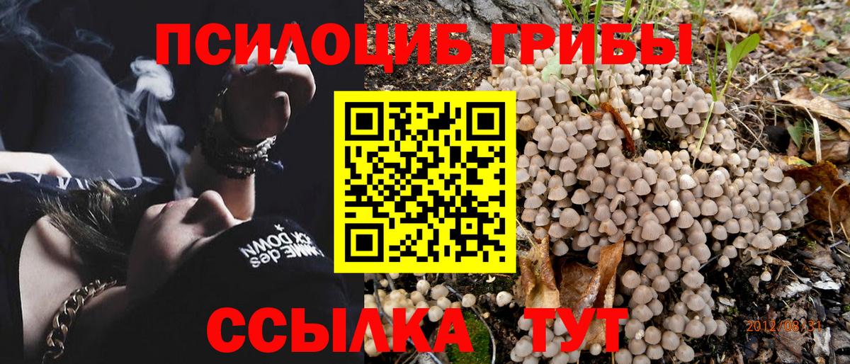 Псилоцибиновые грибы Psilocybe  Вход с VPN  Зеленогорск 